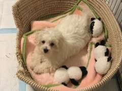 MALTESE Puppy PURE BRED x 1Male14 weeks old. PRICE REDUCED