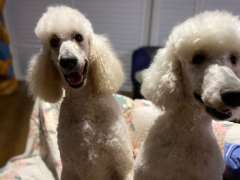Poodle standard white puppies