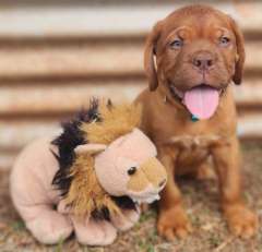 Dogue de Bordeaux puppies  ALL PUPS SOLD AND GONE