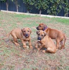 Pure-bred Rhodesian Ridgeback puppies 