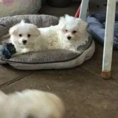 MALTESE Puppies PURE BRED x 2 Males 10 weeks old. 