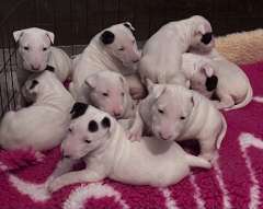 BULL TERRIER PUPS (With Pedigree Papers)