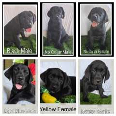  Exceptional Pedigree Black Labrador Puppies