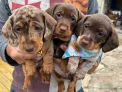 3 Stunning Miniature Dachshund Pups for Sale