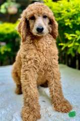 PURE BREED STANDARD POODLE PUPPIES 