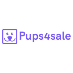 Groodle puppies for sale